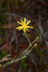 Carolina silkgrass